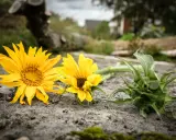 Två solgula blommor av arten Heliopsis helianthoides ligger på en sten. En grön knopp ligger bredvid.