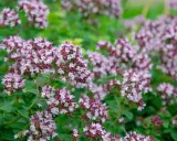 En tät matta av origanum vulgare, med små lila och vita blommor som spirar ur gröna blad.