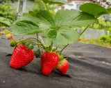 Röda, mogna fragaria ananassa hänger från en planta med gröna blad, redo att plockas.
