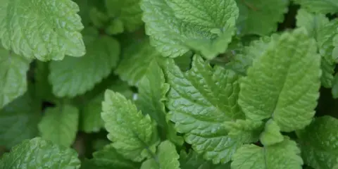 Närbild på frodig citronmeliss perenn. Bladen är ljusgröna med tydlig ådring och en lätt tandad kant.