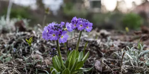 Två lila primula sorter blommar i en trädgård, omgivna av torra löv och nya gröna skott.