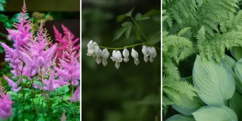 Rosa astilbe, vita hjärtblommor och gröna ormbunkar trivs i perenn skugga.