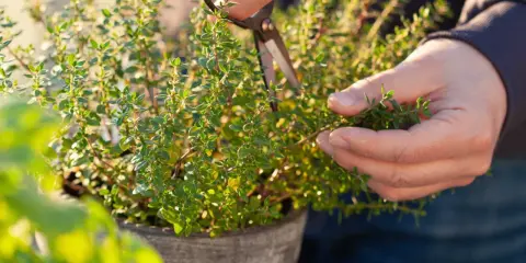 Händer klipper timjan (thymus vulgaris) i en kruka. Solen lyser på de små gröna bladen.