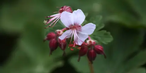 En ljusrosa blomma av Geranium macrorrhizum Spessart med mörkröda frökapslar mot en grön bakgrund.
