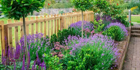 En vacker rabatt med lavendel perenn som blommar i lila nyanser, kantad av en trästaket och gröna buskar.