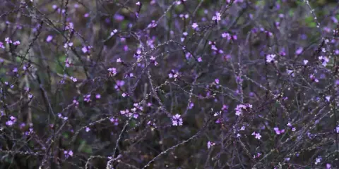 En tät buske med små lila blommor, en vacker verbena officinalis i full blom.