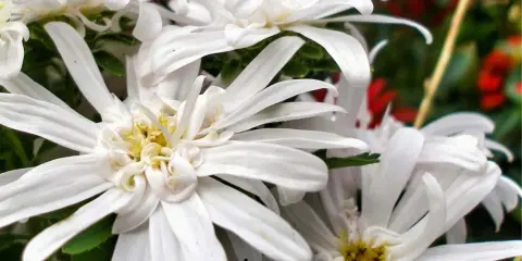 Vita eurybia divaricata-blommor med sina fina kronblad och gula mitt.