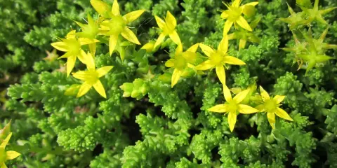 En matta av gröna blad med små, gula blommor. En gul fetknopp lyser upp i det gröna.