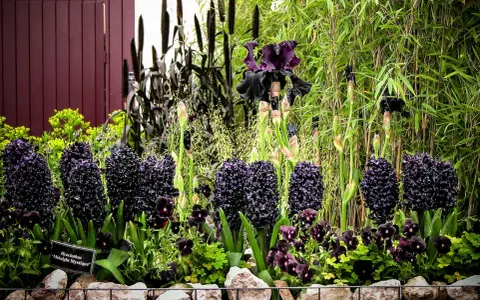 En rabatt med mörka, nästan svarta blommor som hyacinter och irisar, omgivna av gröna växter och bambu.