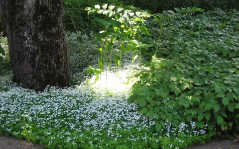 En stor trädstam står bredvid en matta av små vita blommor, troligen waldsteinia vit. Solen lyser genom lövverket och skapar en ljus fläck bland de gröna växterna.