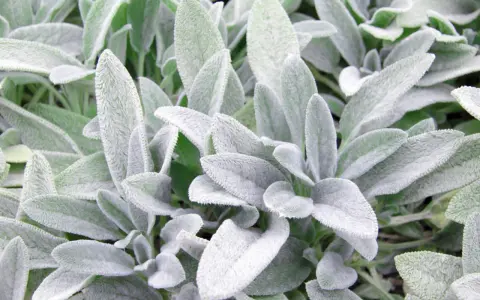 Närbild på mjuka, ludna blad av Stachys byzantina, även känd som lamöron. Bladen är grågröna och har en sammetslen yta.