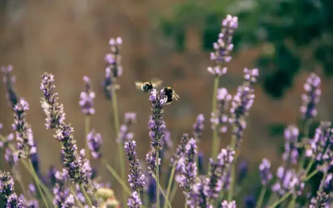 Två bin surrar bland lila blommor av salvia pratensis.