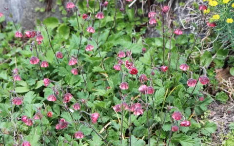 En grupp **geum rivale** blommor med sina karakteristiska hängande, rödrosa blommor bland gröna blad.