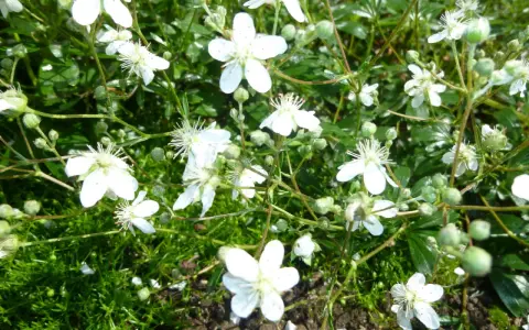 Små vita blommor av potentilla tridentata Nuuk växer tätt bland grön mossa och blad.