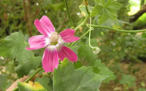 En vacker, rosa malva blomma med fem kronblad och en ljus mitt. Den växer bland gröna blad och en knopp.