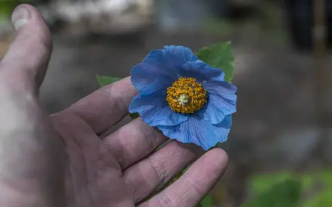 En hand håller en blå meconopsis betonicifolia med gul mitt.