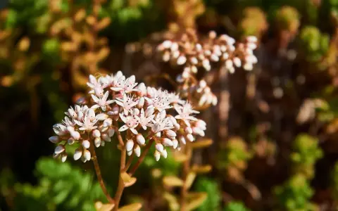 En klase av små, vita blommor, en vit fetknopp, blommar i solljus. Bakgrunden är suddig med gröna och bruna blad.