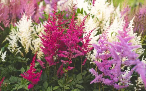 A cluster of vibrant pink, purple, and white astilbe flowers with feathery plumes and dark green foliage.