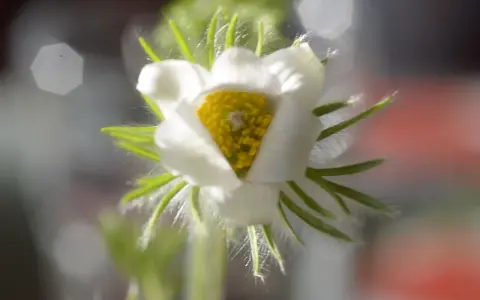 En vit pulsatilla vulgaris med gul mitt, omgiven av ludna gröna blad.