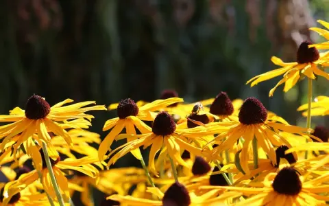 En solig dag med en humla som besöker en gul rudbeckia perenn. Blommorna lyser i gult med mörka mittar.