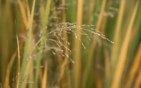Vatten droppar på en fin blomställning av Panicum virgatum 'Northwind'. Grässtråna skiftar i grönt och guld.