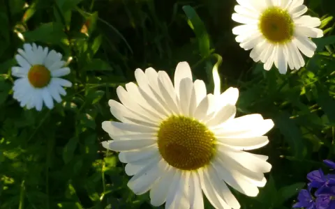 Tre vita prästkragar, Leucanthemum vulgare, lyser i solljuset bland gröna blad.
