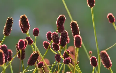 Mörkröda blommor av sanguisorba officinalis lyser i solnedgången.