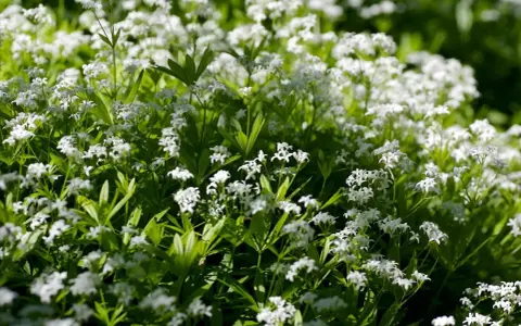 En matta av små vita blommor, galium odoratum, breder ut sig i solljuset.