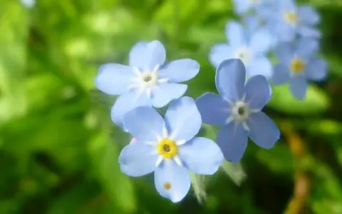 Blå förgätmigej, Myosotis scorpioides, blommar i grönska. Deras små, ljusblå kronblad med gula mittpunkter skapar en drömsk scen.
