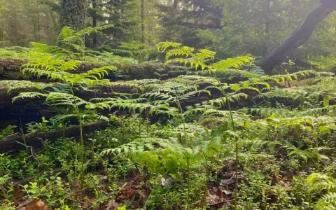 Gröna ormbunkar breder ut sig i en svensk skogsmiljö, med en fallen trädstam som bakgrund.