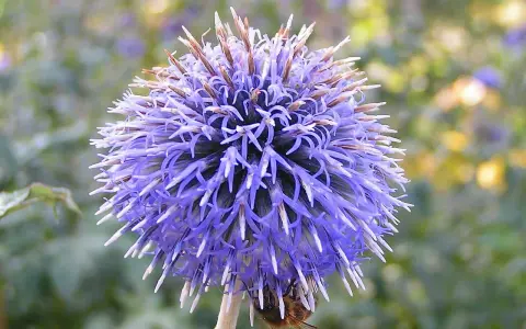 En bin besöker en lila veronika blomma, dess kronblad liknar små spjut.