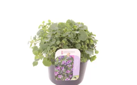En kruka med en tät, grön murklocka perenn. Blommorna på etiketten är lila och liknar små klockor.