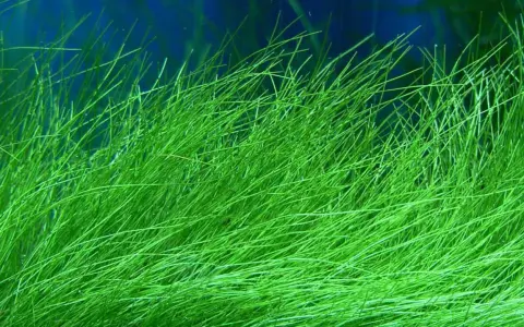 Grönt, trådlikt akvariumgräs, likt Koeleria glauca, svajar i det blå vattnet.