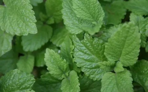 Närbild på frodig citronmeliss perenn. Bladen är ljusgröna med tydlig ådring och en lätt tandad kant.