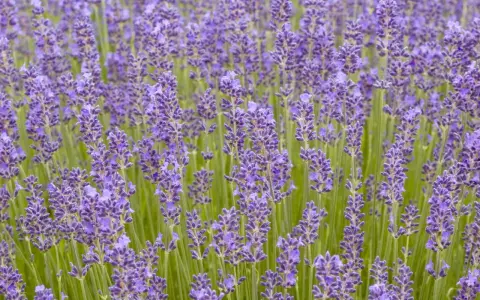 Fält av lavendel, lavandula angustifolia munstead, med sina lila blommor och gröna stjälkar.