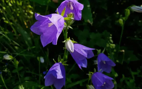 En grupp lila blommor som liknar blåklockor hänger i solen.