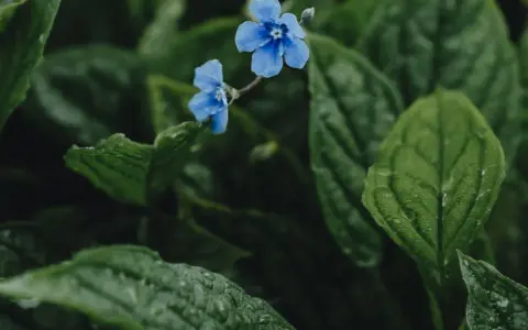 Två små, blå blommor lyser upp den mörka, gröna bakgrunden av bladverk. En vacker blå blomma perenn som ser ut att ha fått en dusch av regn.