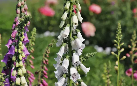 Vackra men **digitalis giftig** blommor i lila och vita nyanser. Deras klockformade blommor hänger i klasar mot en suddig grön bakgrund.