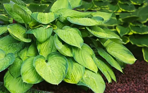 En frodig Hosta Fortunei med stora, gröna blad täckta av vattendroppar. Bladen har en vacker ådring och en lätt gulaktig kant.