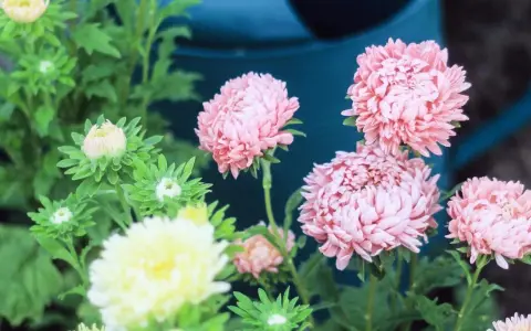 Rosa aster perenn blommor med knoppar och en gul blomma i förgrunden.