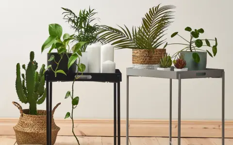 Gröna växter och ljus på två sidobord, perfekt för att skapa ett mysigt hem när du ska flytta hemifrån.