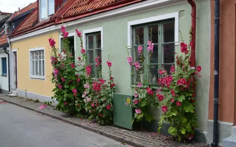 Stockrosor perenn klättrar längs en ljusgrön fasad med rosa blommor.