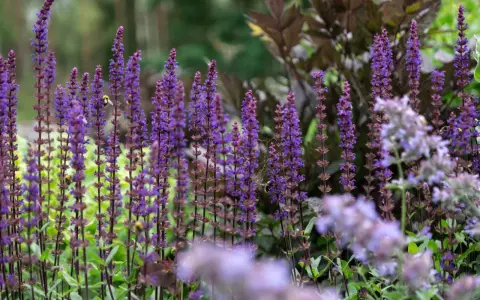 En humla besöker en blommande kransveronika, vars lila spiror skapar en fascinerande syn i trädgården.