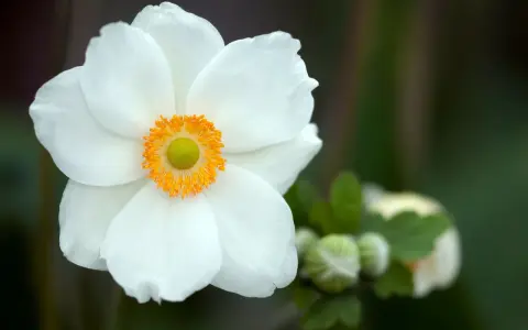En vit anemone sylvestris blommar med en gul mitt. I bakgrunden syns knoppar och gröna blad.
