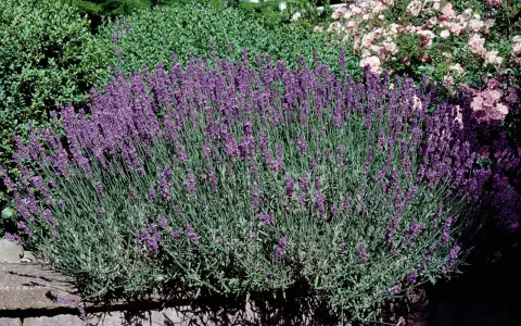 En frodig buske av lavendel, lavandula angustifolia 'Hidcote', blommar i en trädgård med rosa rosor i bakgrunden.