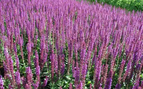 Fält av lila salvia 'Ostfriesland' blommar i solsken.