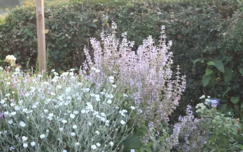 En lummig trädgård med en buske av ljuslila blommor, troligen lychnis coronaria, och en tät matta av små vita blommor.