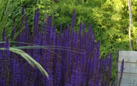 En tät rabatt med lila salvia blomma, en humla syns på en av blommorna. Gräs och gröna blad i bakgrunden.