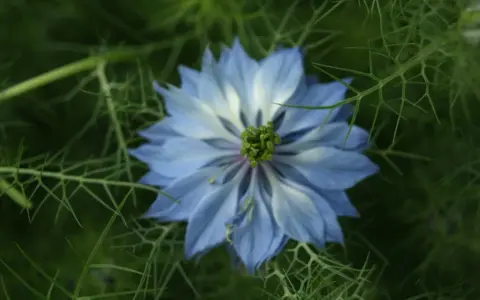Blå blommor med finflikiga blad, som påminner om Panicum virgatum, i en grönskande trädgård.