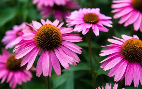 En grupp rosa solhatt blommor med bruna mittar mot en grön bakgrund.